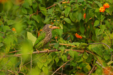 Wall Mural - Lineated Barbet,  Psilopogon lineatus, Nainital, Uttarakhand, India