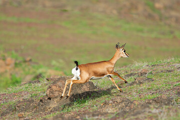 Wall Mural - Antelope Chinkara running at Saswad, Maharashtra, India