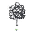 © pim - Hand drawn sketch ash tree illustration. Vector isolated vintage background