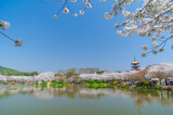 Fototapeta Sawanna - Cherry blossoms in full bloom in Wuhan East Lake Sakura Garden in warm spring