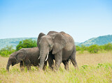 Fototapeta Sawanna - African elephants. Wild nature. Kenya. Africa