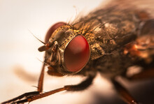 Macro Shot Fly With Big Red Eyes