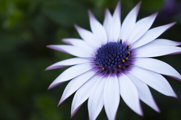 Sticker - Selective focus shot of an African daisy with green leaves on the background