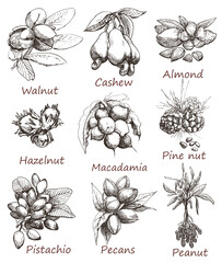 Wall Mural - Nuts set. Walnut, cashew, almond, hazelnut, macadamia, pine nut, pistachio, pecans, peanut.Hand drawn,Black and white graphics elements.