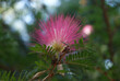 Closeup of a Persian silk tree flower in a field at daylight with a blurry background