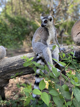 Vertical Shot Of A Cute Ring-tailed Lemur Playing On A Tree Branch In A Park