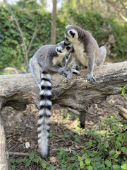 Sticker - Vertical shot of cute ring-tailed lemurs playing on a tree in a park