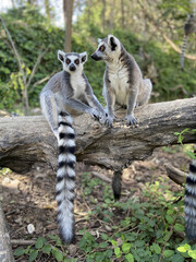 Sticker - Vertical shot of cute ring-tailed lemurs playing on a tree in a park