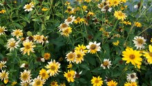 Withering Jerusalem Artichoke Or Helianthus Tuberosus Flowers Among Green Leaves In Flower Bed Or In Botanical Garden. Autumn Nature Concept. Swinging On Wind. Medium Plan.