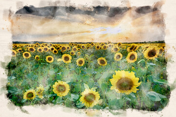 Sticker - Beautiful sunset over sunflower field - waterpaint