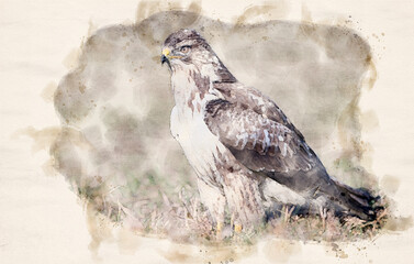 Wall Mural - Common buzzard ( Buteo buteo ) - waterpaint