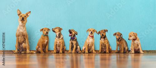 Fotografía Three cute family dogs sitting in a row - funny family portrait