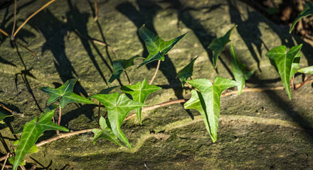 Wall Mural - Close-up green English ivy Hedera helix 'Sagittaefolia'. Original texture of natural greenery graceful thin arrow-shaped leaves with shadow. Nature concept for design. Selective focus