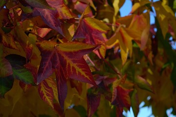 colorful red and yellow fall tree branches and leaves