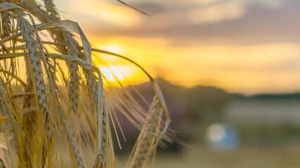 Barley Field in period harvest on background cloudy sky sunset. Barley field detail. Close up.