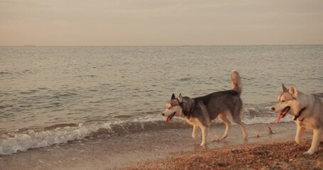 Wall Mural - young caucasian couple walking on beach with siberian husky dogs during beautiful sunset or sunrise. Playing with dogs. Pets are the members of family concept