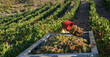 Harvesting grapes for wine production, in the Patrimonio area of Corsica, France
