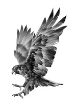 Drawn Hawk In Flight. Attacking Bird Of Prey.