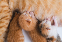 Newborn Baby Kittens Drinking Milk From Their Mom Breast