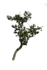 green tree isolated for design on white background