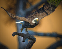American Bald Eagle In Flight At Sunset.tif
