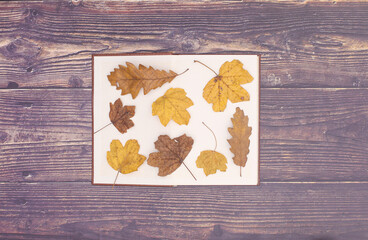 Autumn concept. Autumn decoration with leaves and details on wooden theme