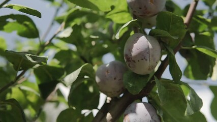 Wall Mural - Branches of a plum tree with ripe fruits