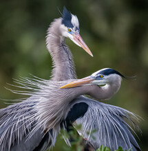 Two Great Blue Herons In Mating Motion Behavior