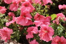 Bright Pink Petunias Under The Rays Of The Morning Sun