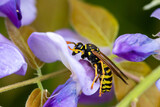 Gallische Feldwespe (Polistes dominula), auf den Blüten der Wisteria