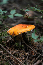 Vertical Shot Of An Amanita Jacksonii Mushroom In A Forest At Daytime