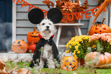 Funny Dog West Highland White Terrier Dressed In Mickey Mouse Costume Is Sitting Near Decorated With Pumpkins House. Preparation For Celebration. Trick Or Treat. Happy Halloween And Autumn Concept.