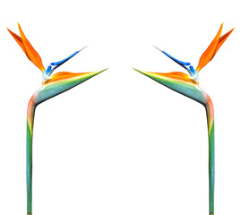 Wall Mural - colorful long stem bird of paradise flower border or frame on a white background with copy space