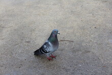 Pigeon On The Pavement