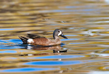 A Close Up Of A Blue-winged Teal Duck Swimming In Gold And Blue Waters.