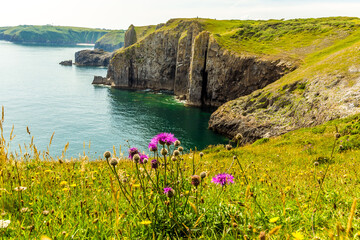 Wild flowers on the cliff top near Lydstep Cavens, Wales looking towards Skrinkle Bay in early summer