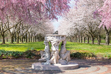 Sundial And Beautiful Pink Cherry Blossoms Landscape With Trees In Full Bloom And No People In Fairmount Park, Philadelphia, Pennsylvania, USA