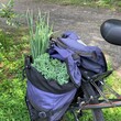 bicycle pannier chives kale