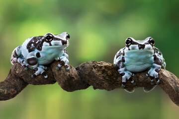 Wall Mural - tiny amazon milk frog on branch, panda bear tree frog, animal closeup
