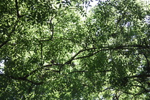 Branches Of Green Leaves Of Trees In A Forest Obscure The Blue Sky