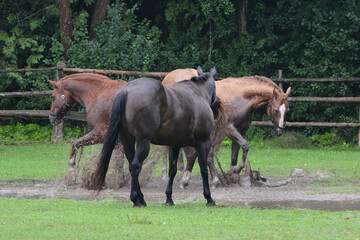 Horses playing in puddle in flooded field