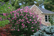 Garden Of House With Rose Of Sharon Bush In Bloom