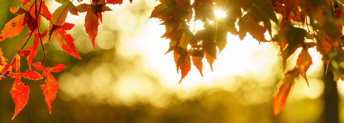 Wall Mural - panoramic view of autumnal colours leaf on colorful bokeh background. panoramic view of maple leaf on colorful bokeh background