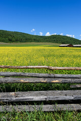 Wall Mural - Yellow rapeseed flowers on field with blue sky, wooden old fence and huts in summer