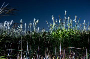 Canvas Print - Beautiful and colorful night view of silver grass,Miscanthus sinensis park.