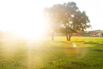 Wall Mural - sunshine in the morning in the park