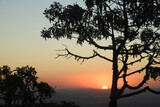 Fototapeta Sawanna - Trees Silhouettes at Sunset in the Mountains in Brazil