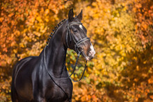 Horse In Bridle Against Yellow And Red Autumn Trees