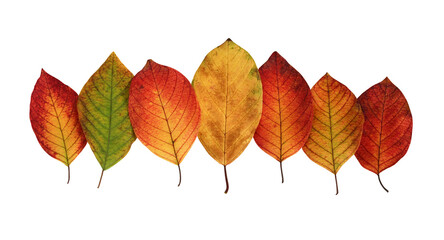 Wall Mural - autumn leaves isolated on white with clipping path. buckthorn.