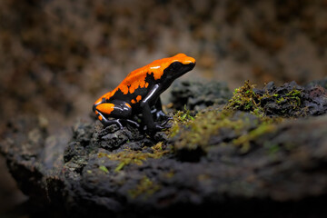 Wall Mural - Splash-Backed Poison Frog, Adelphobates galactonotus, orange black poison frog in tropical jungle. Small Amazon frog in nature habitat.